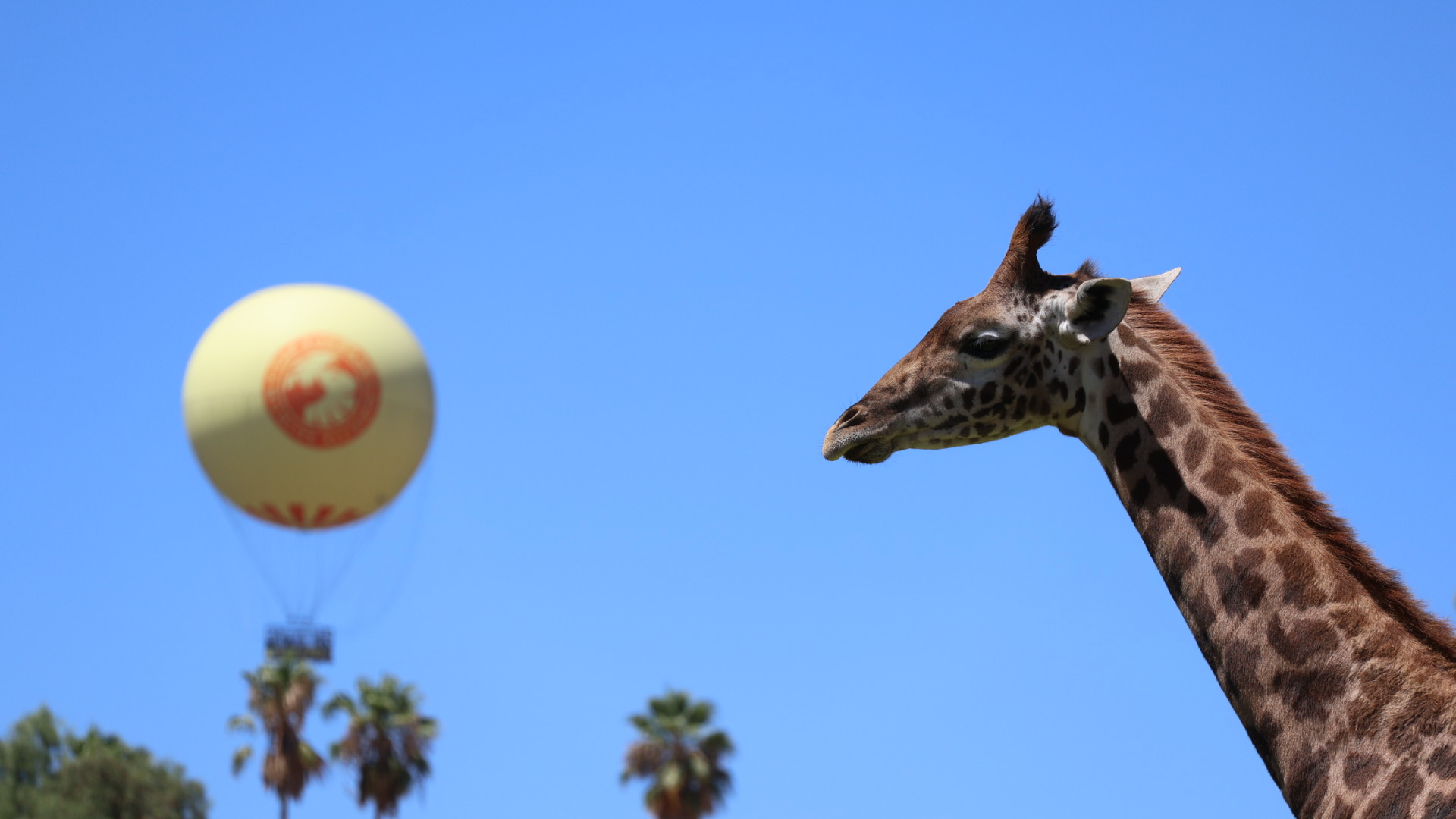 Masai Giraffe Calf and Hot Air Balloon