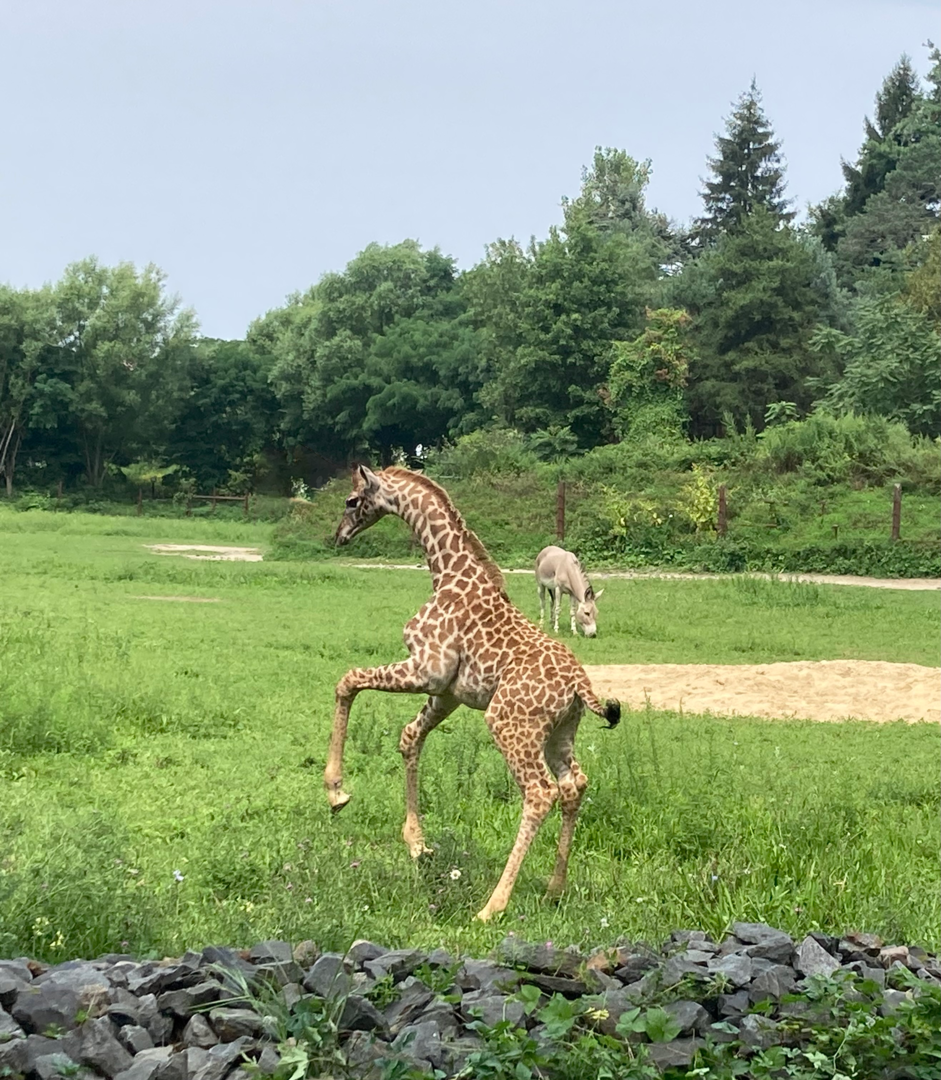 Masai Giraffe Calf Rearing - Giraffe Savannah