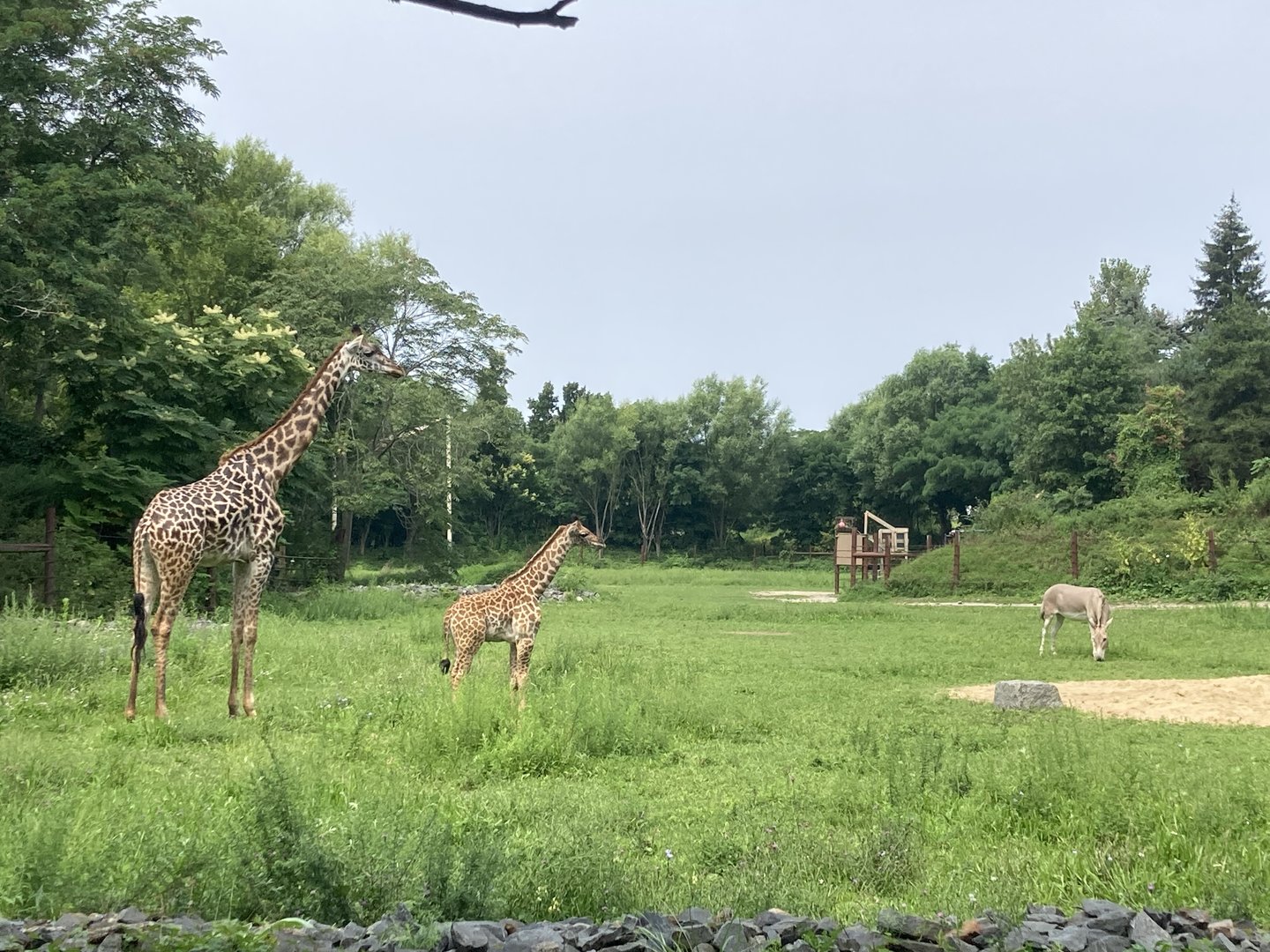 Masai Giraffe + calf with Somali Wild Ass - Giraffe Savannah