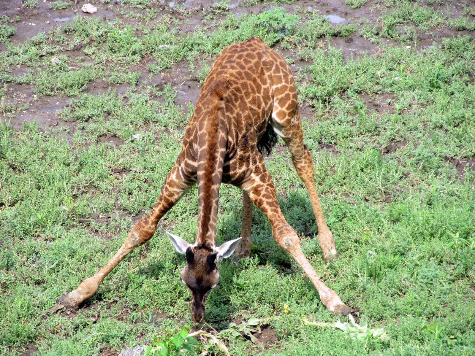 Masai Giraffe Calf