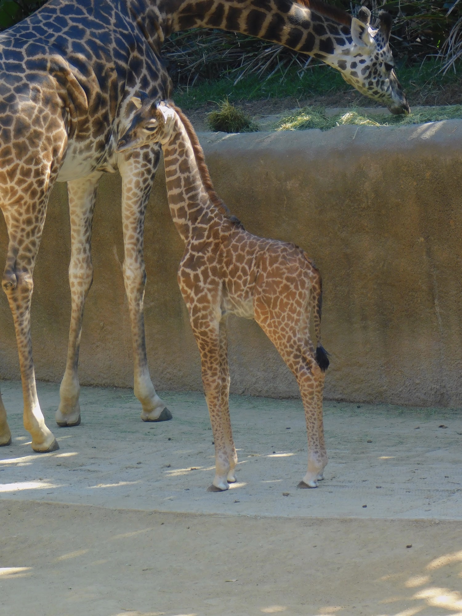 Masai Giraffe calf