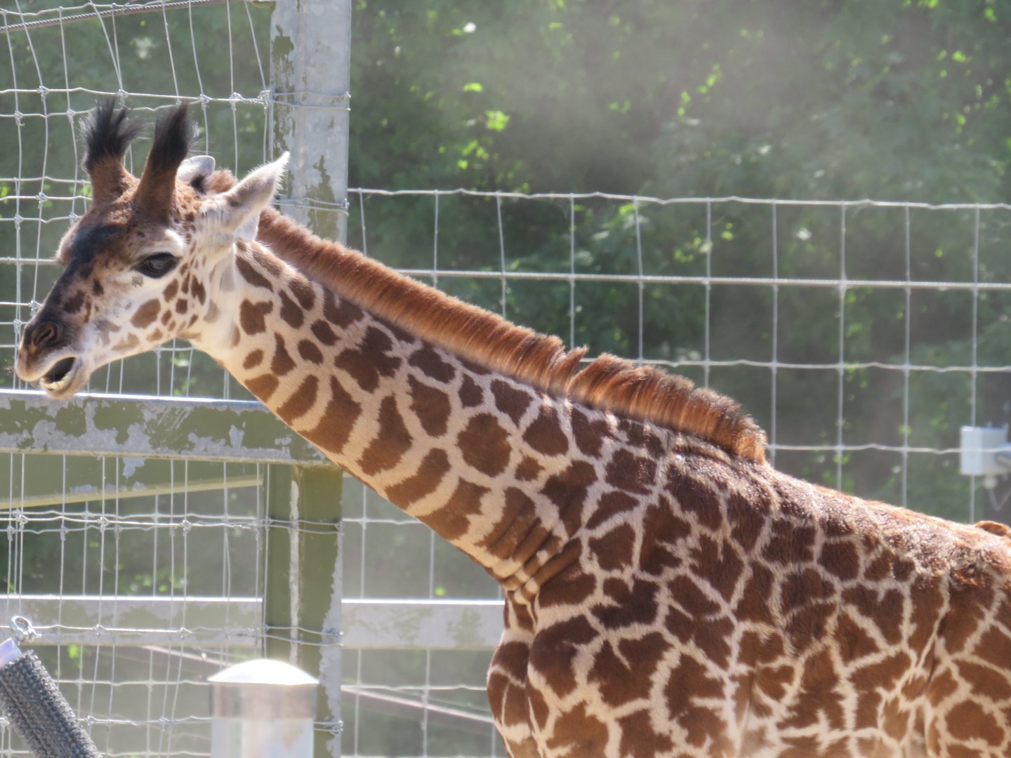 Masai giraffe calf