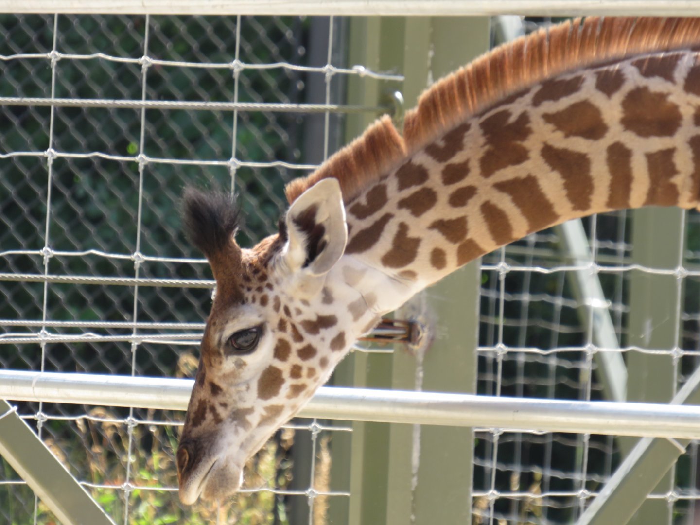 Masai giraffe calf