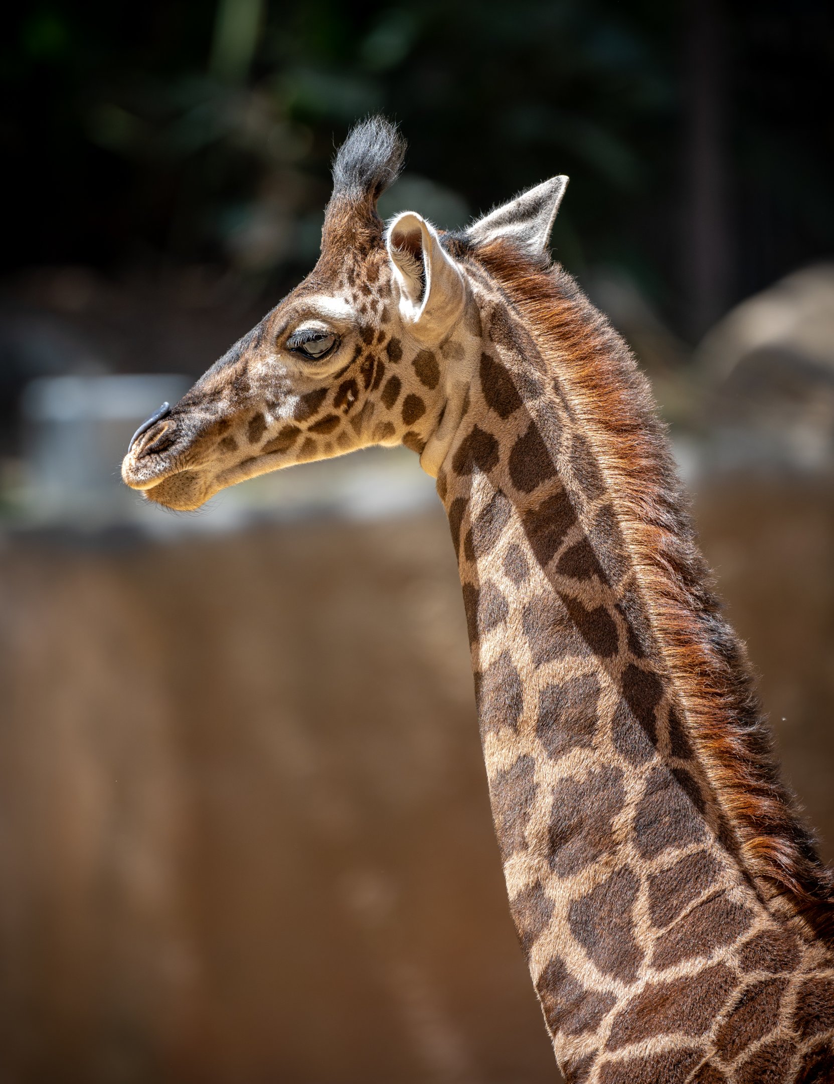 Masai Giraffe calf