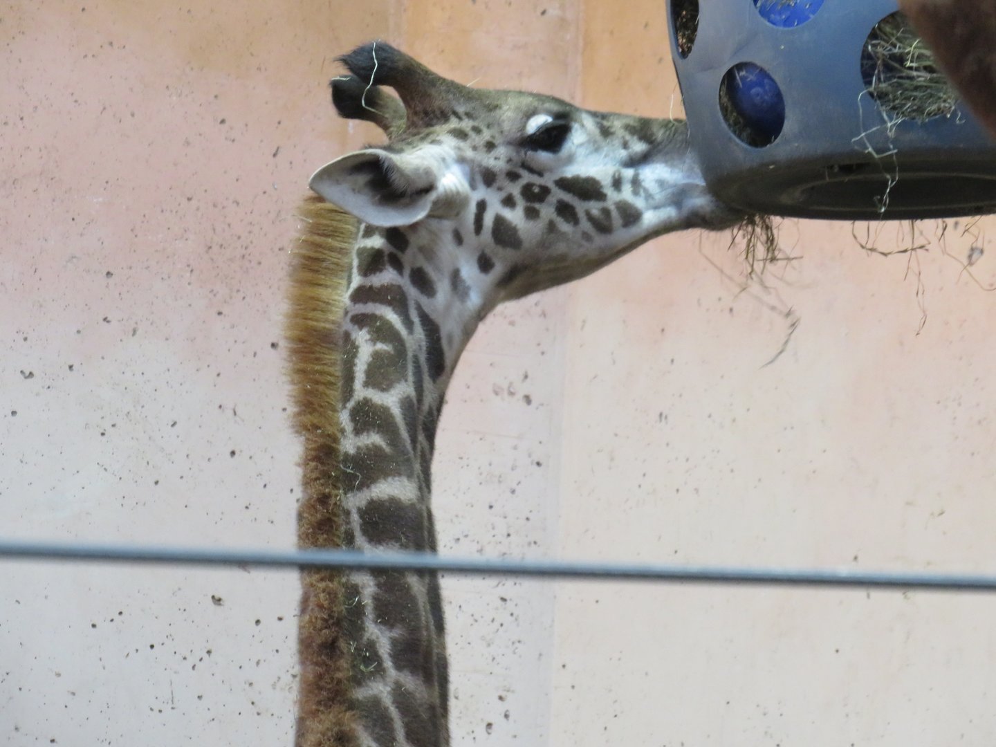 Masai giraffe calf