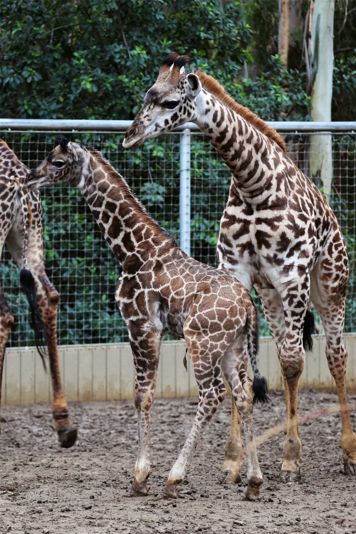 Masai Giraffe Calf