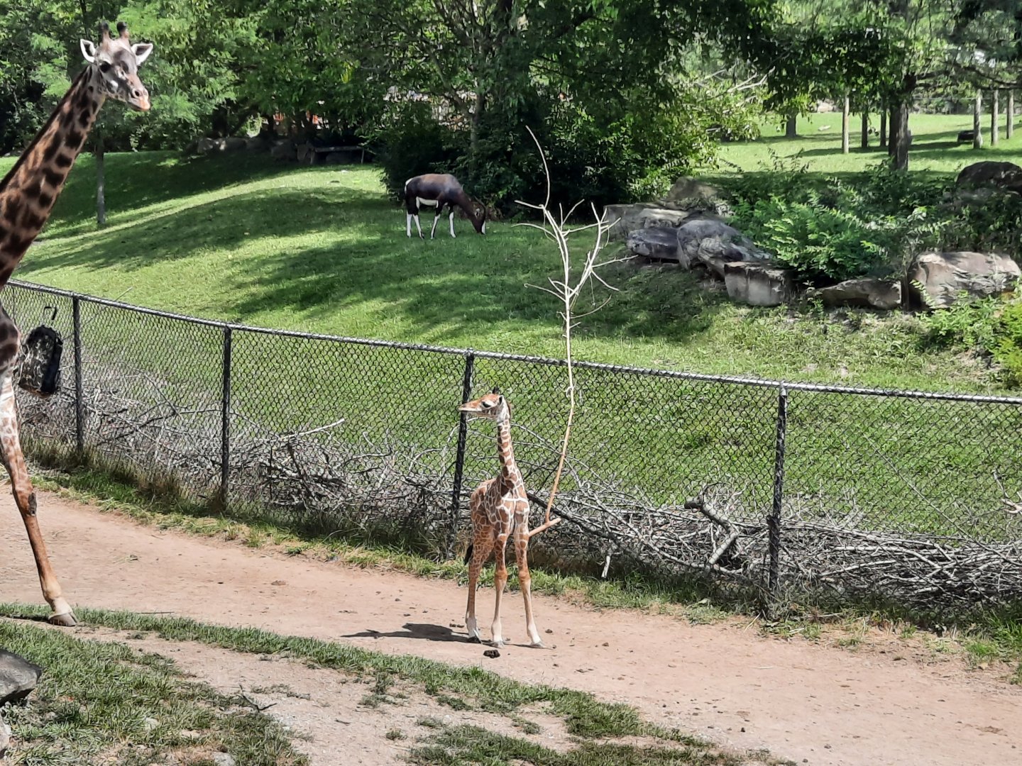 Masai Giraffe Calf