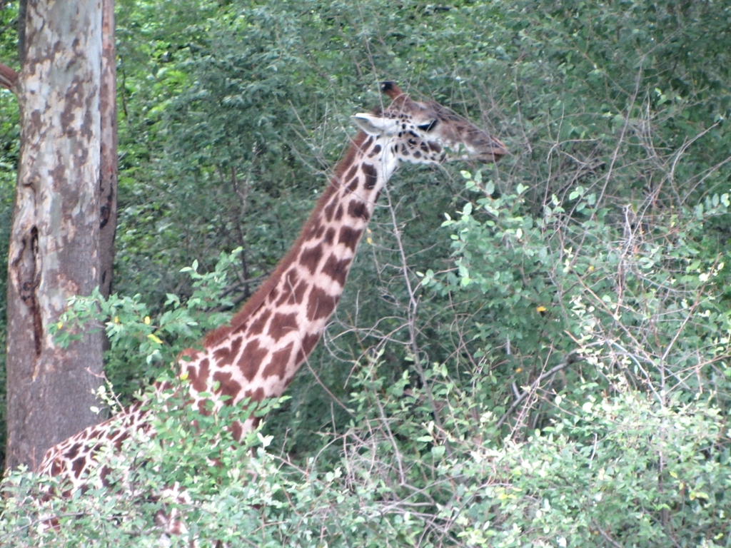 Masai Giraffe Camouflage