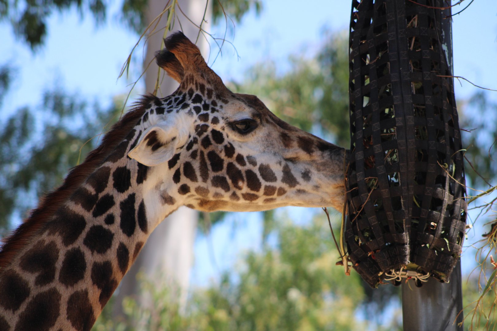 Masai Giraffe Closeup (G. tippelskirchi)