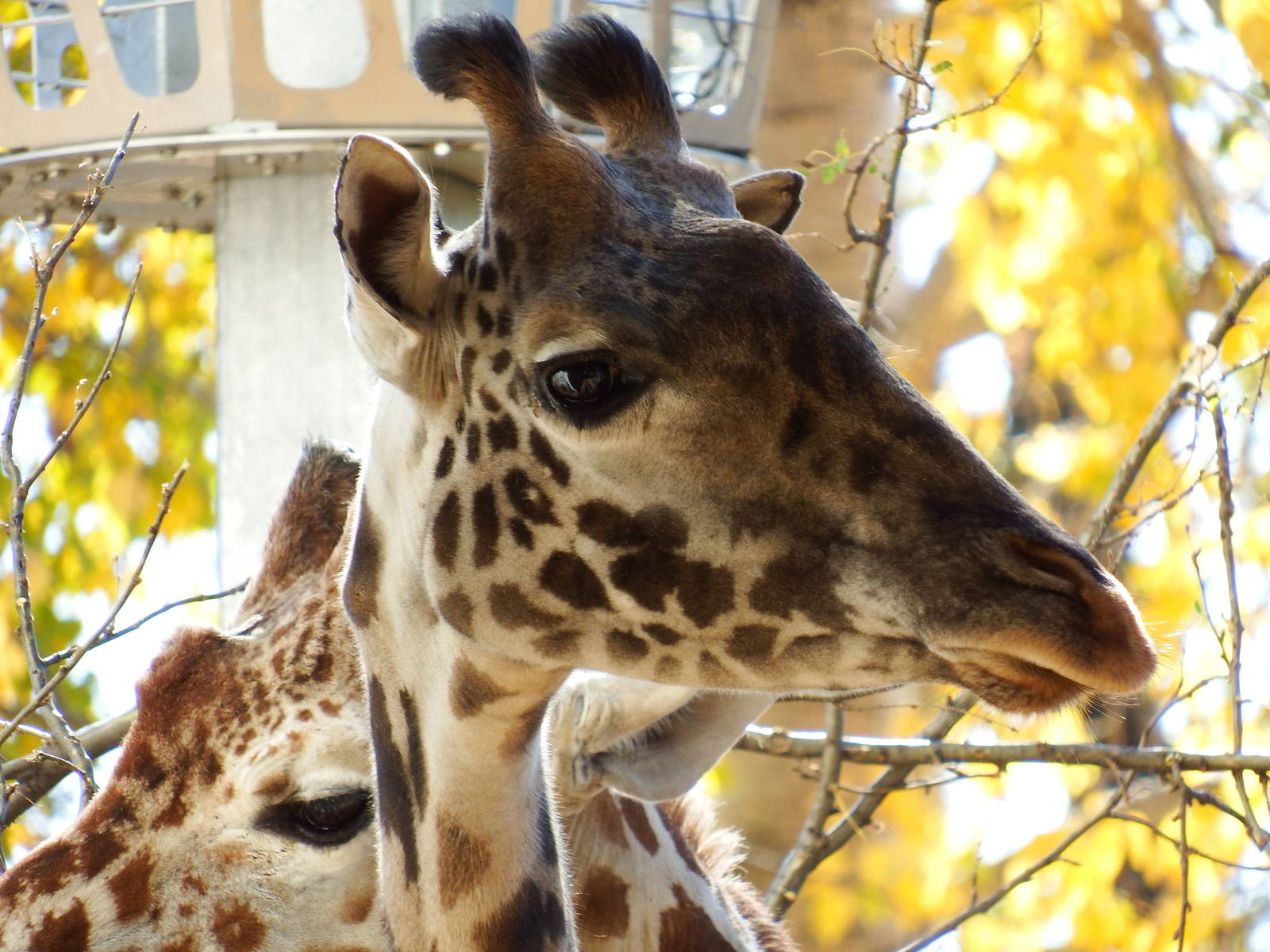 Masai Giraffe Eamara
