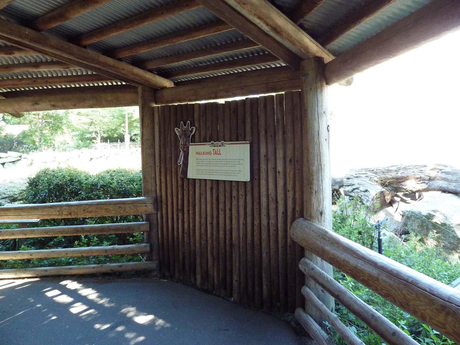 Masai Giraffe Exhibit