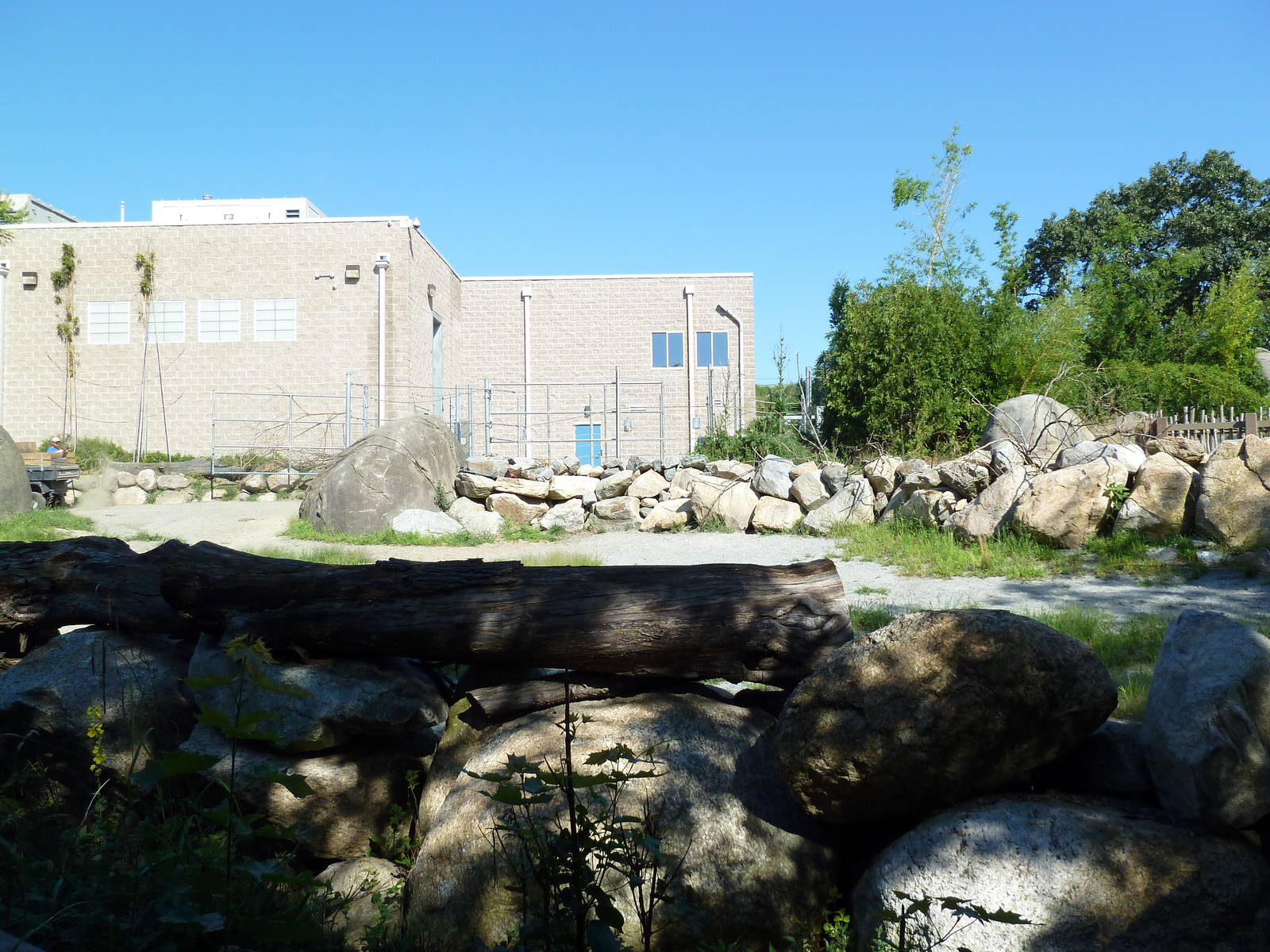 Masai Giraffe Exhibit
