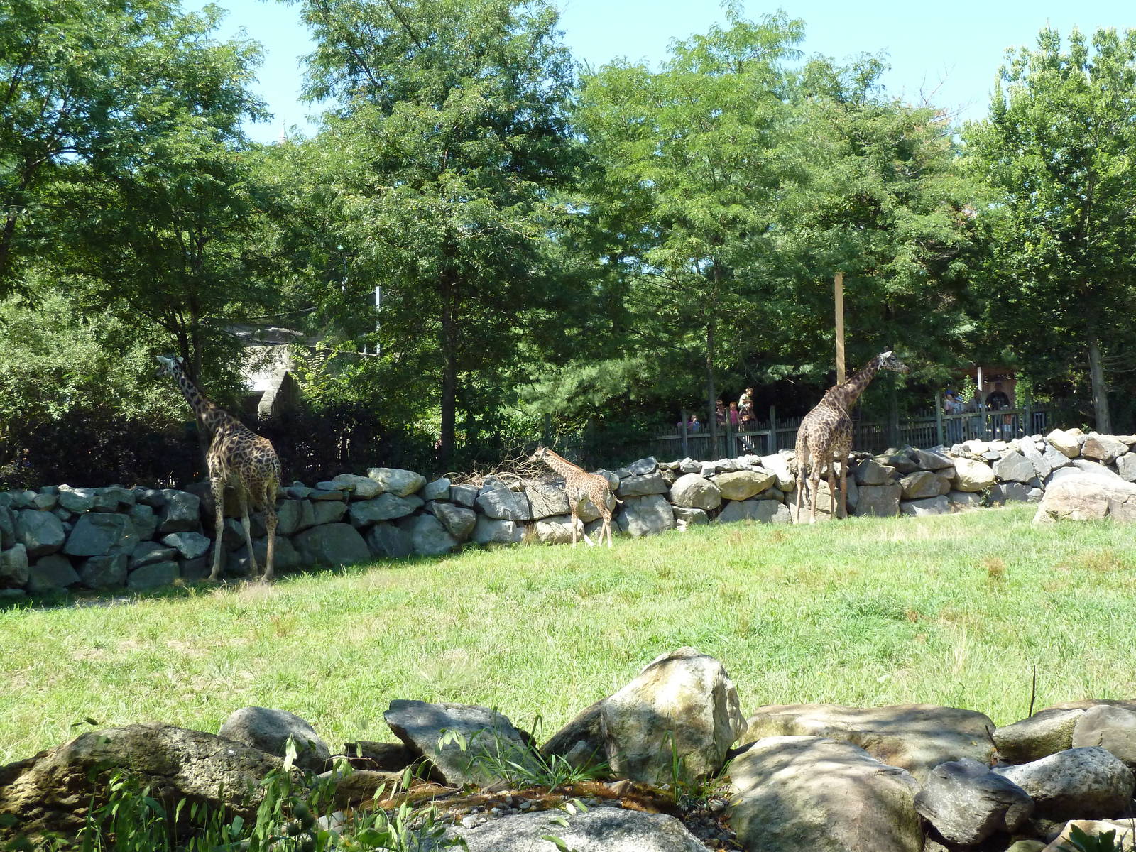 Masai Giraffe Exhibit