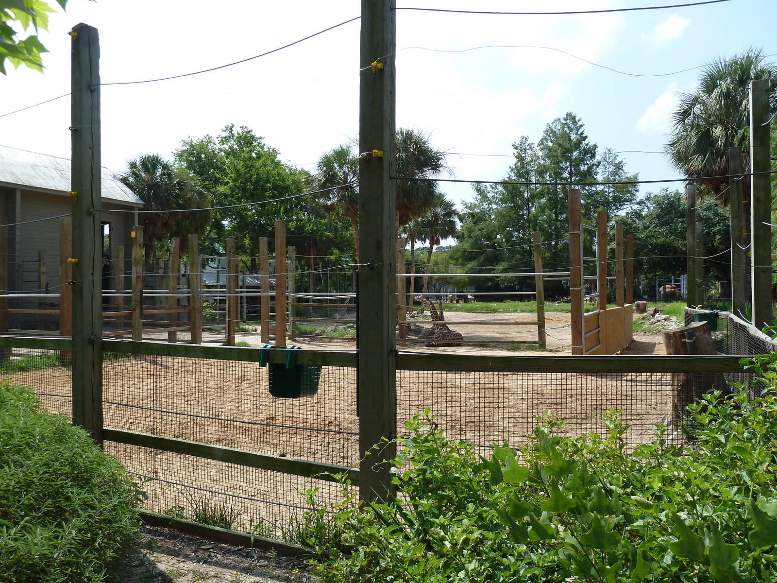 Masai Giraffe Exhibit