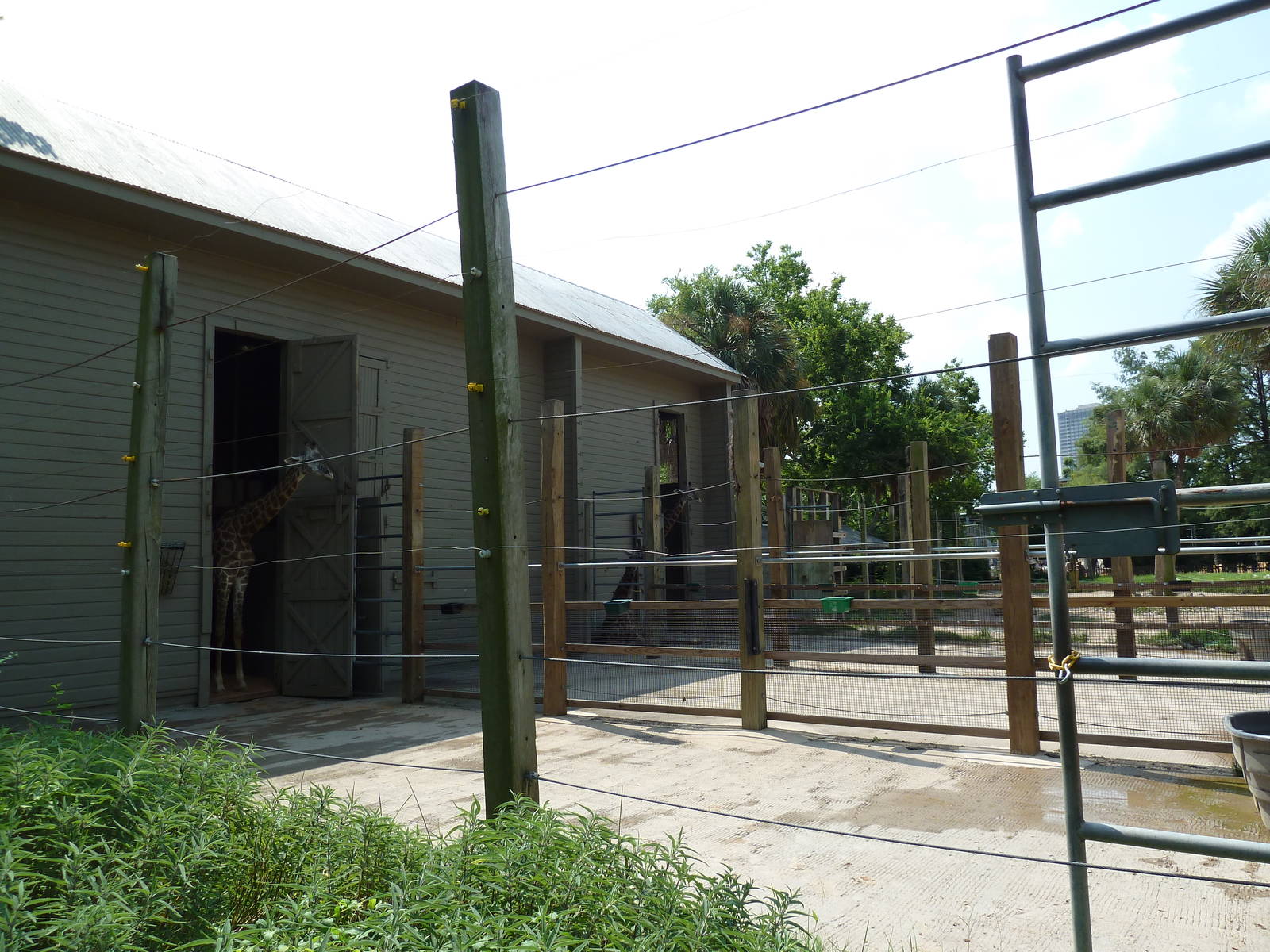 Masai Giraffe Exhibit