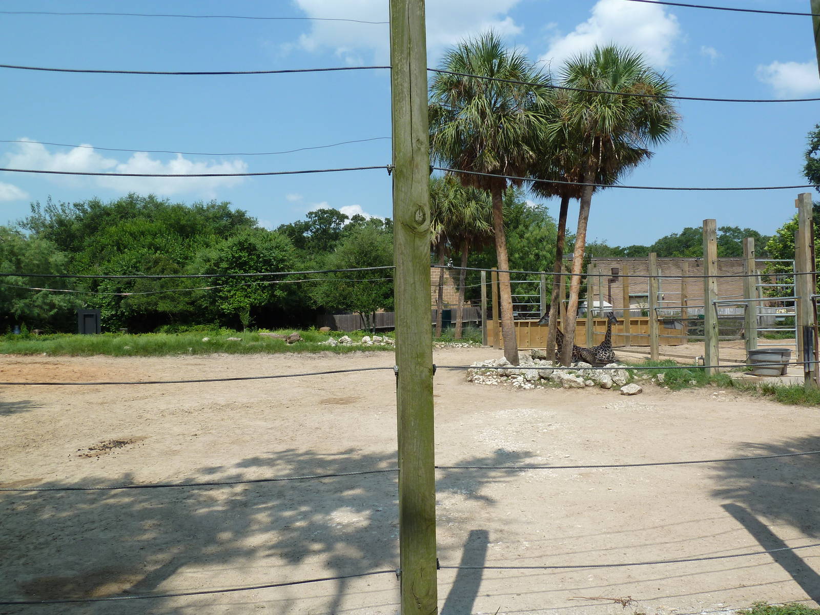 Masai Giraffe Exhibit