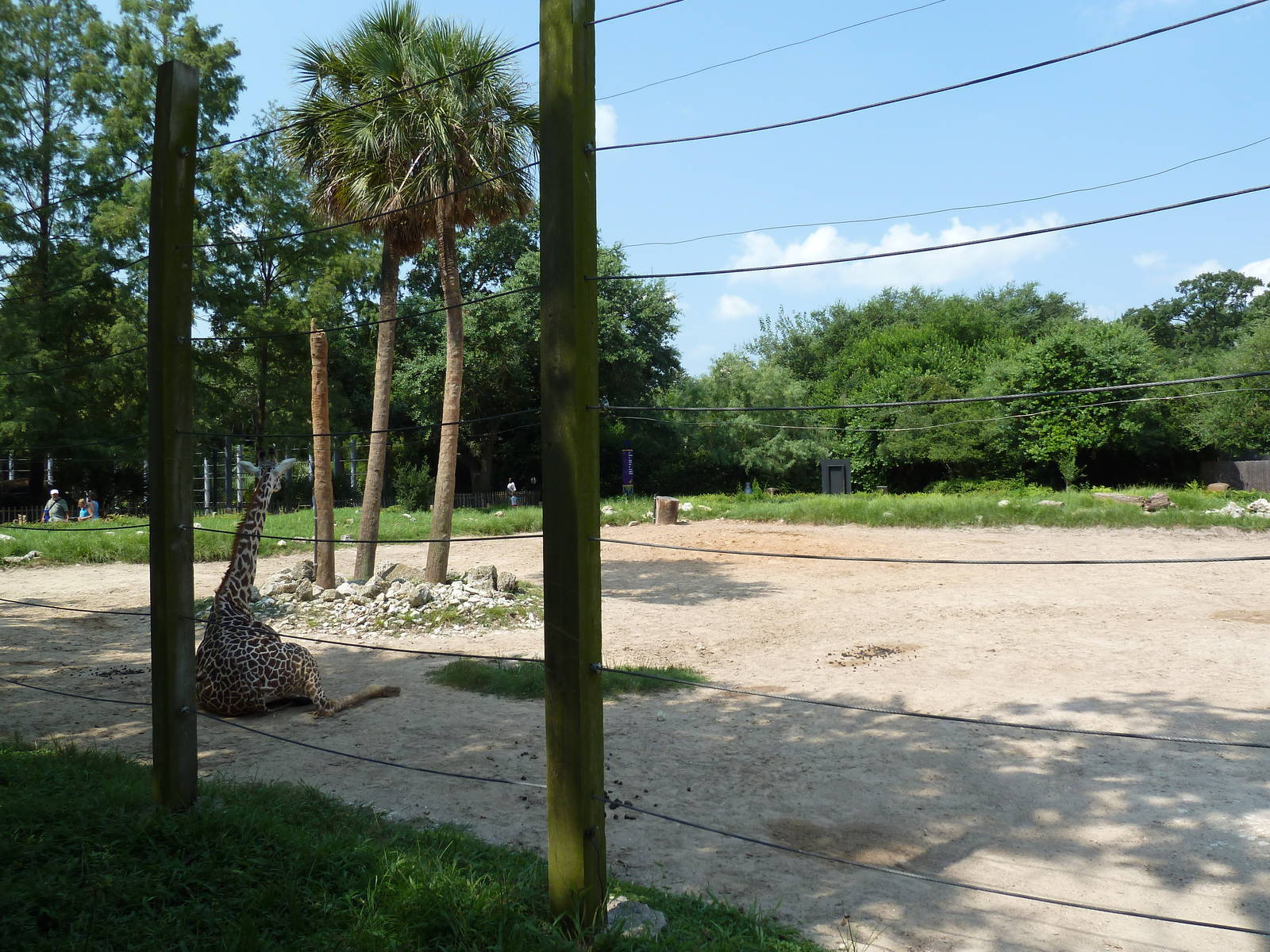 Masai Giraffe Exhibit