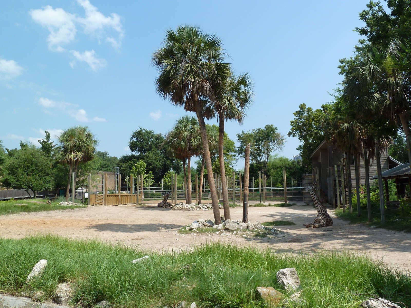 Masai Giraffe Exhibit