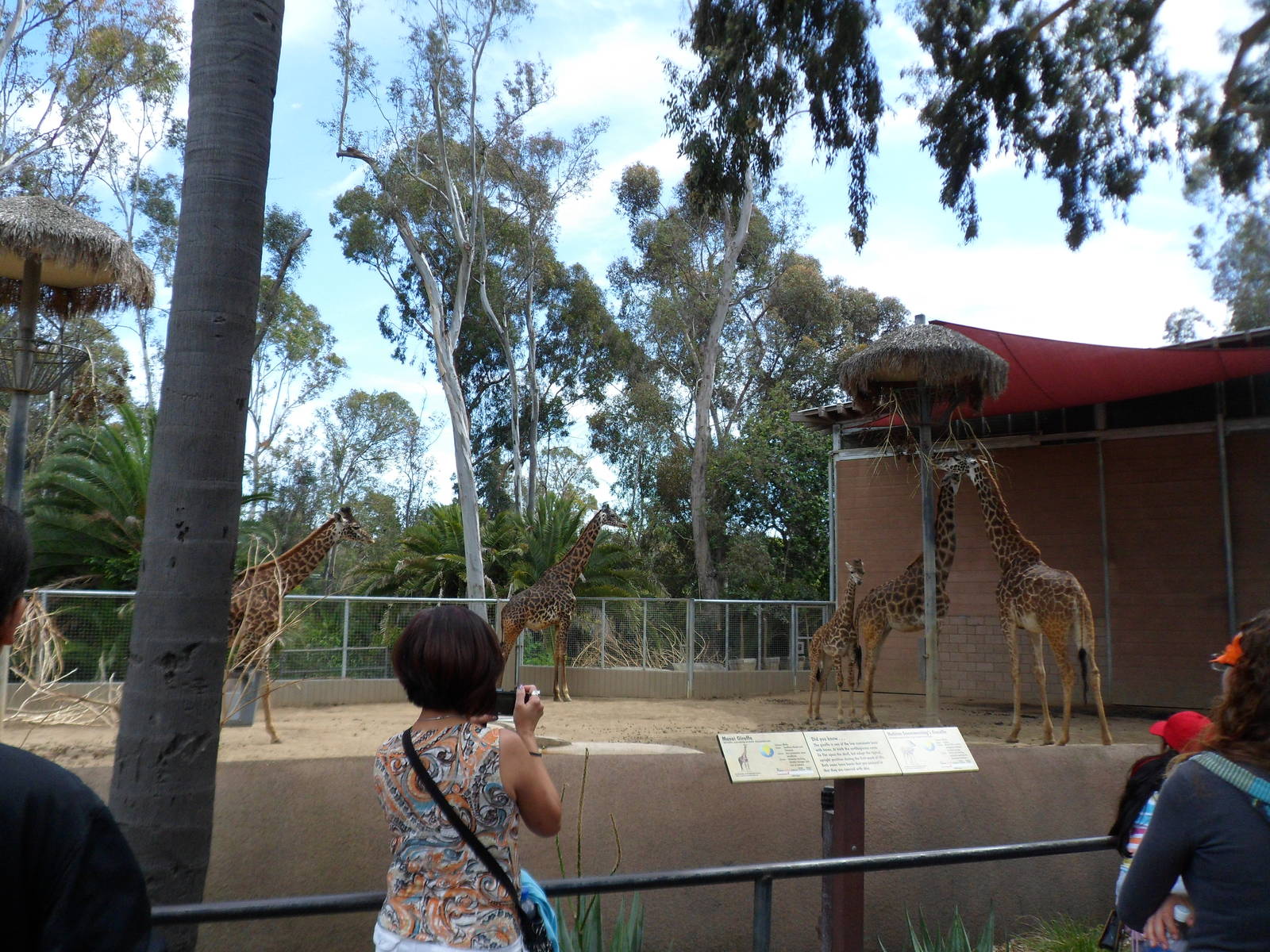 Masai Giraffe Exhibit