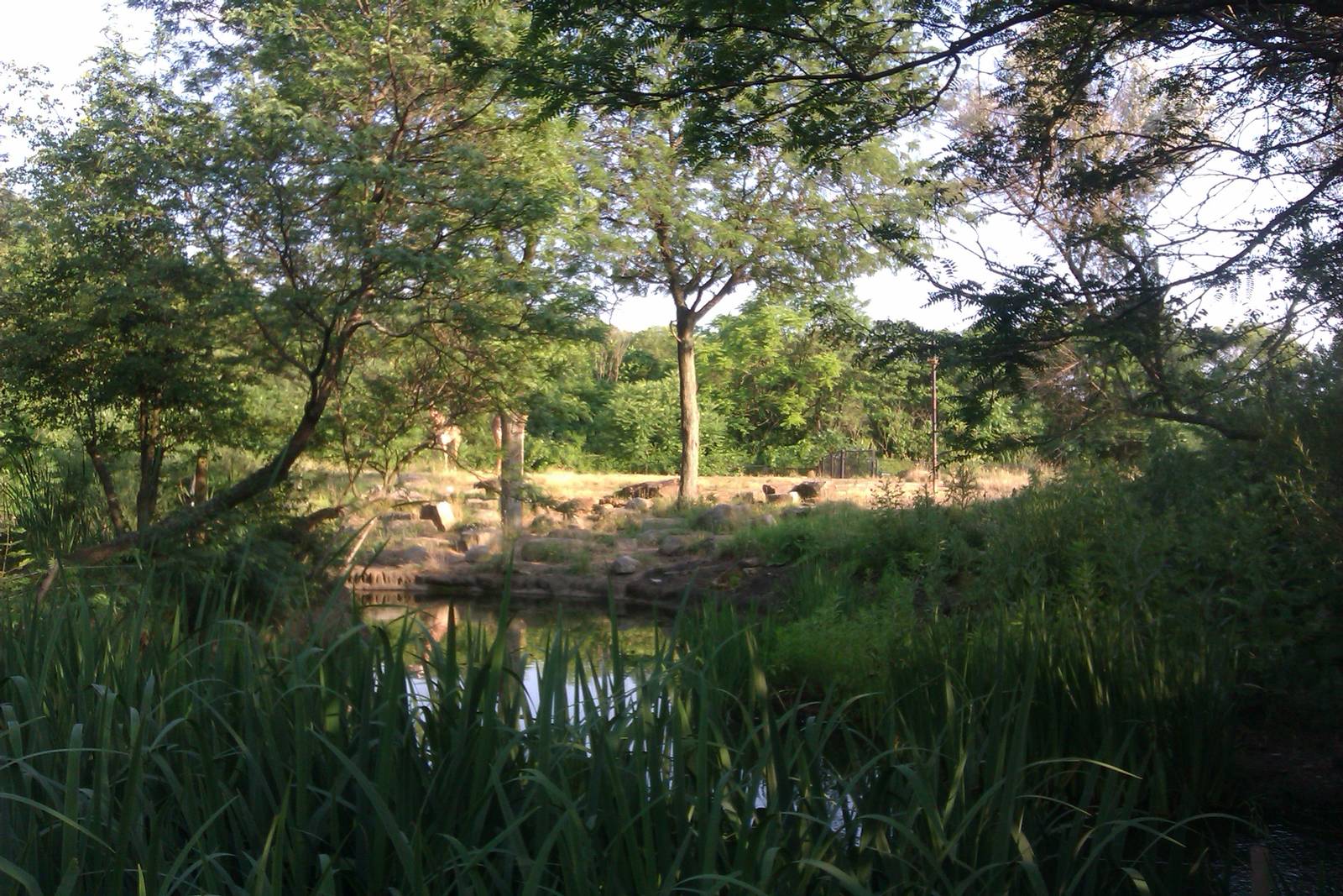 Masai Giraffe Exhibit