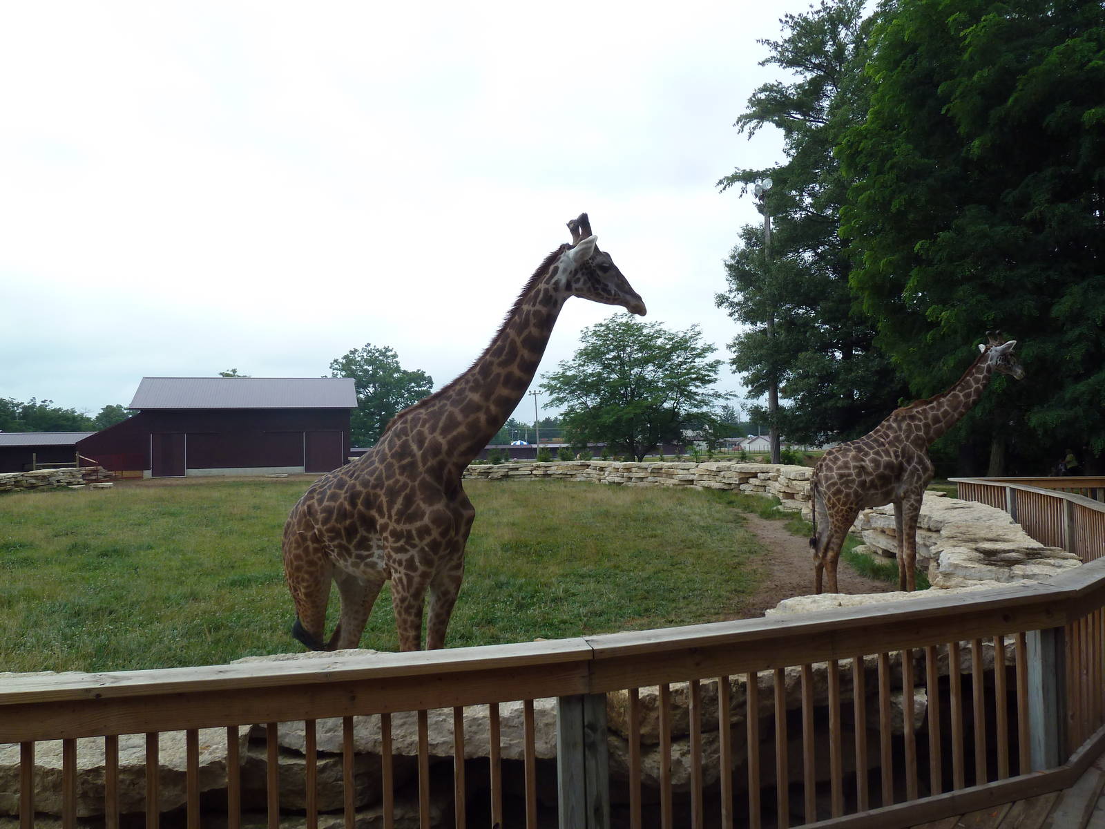 Masai Giraffe Exhibit