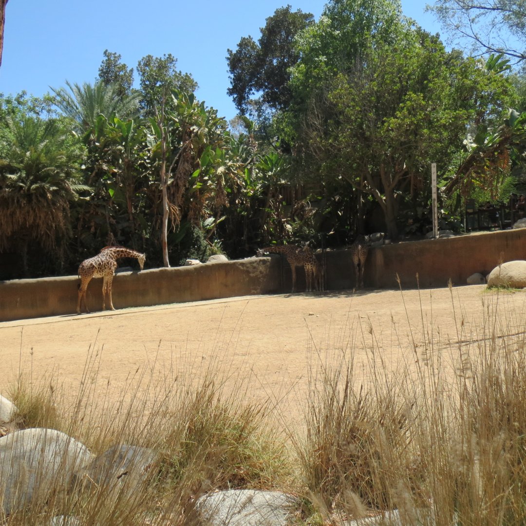 Masai Giraffe Exhibit