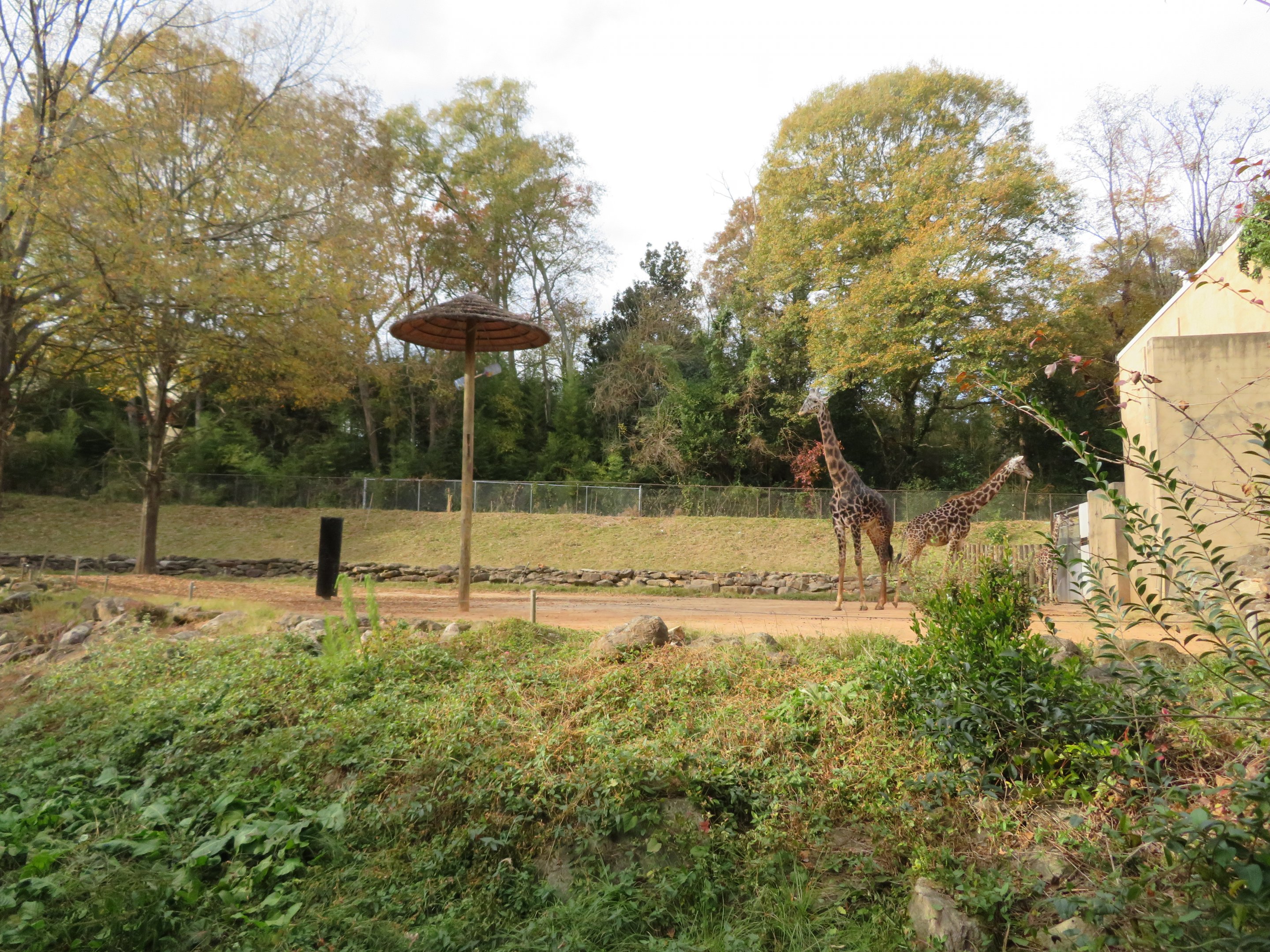Masai Giraffe Exhibit