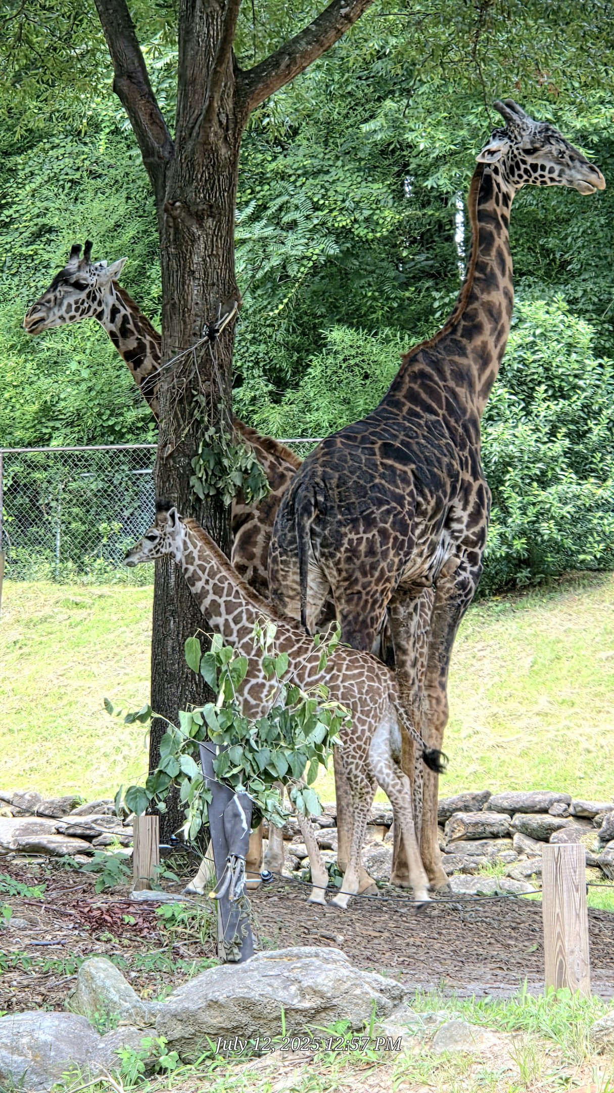 Masai Giraffe Family  - Greenville Zoo