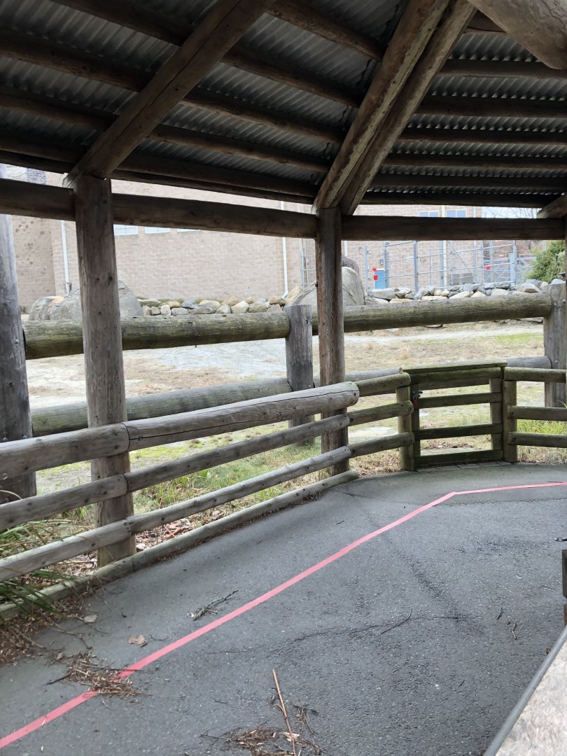 Masai Giraffe Feeding Area - Feb, 2020