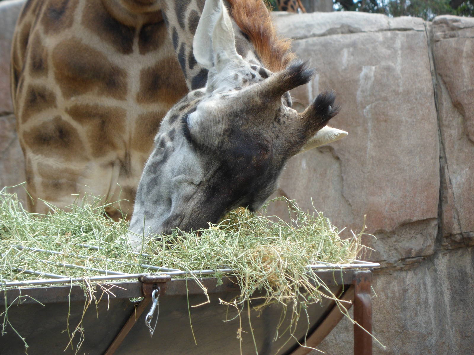 Masai Giraffe Feeding
