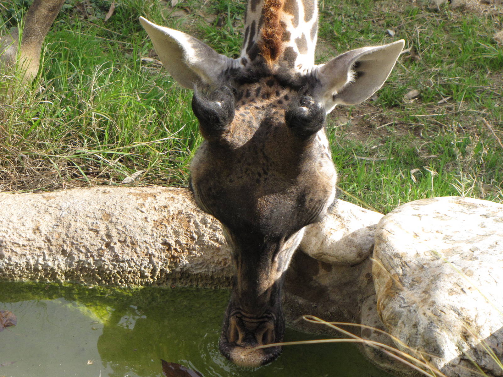Masai Giraffe Getting A Drink