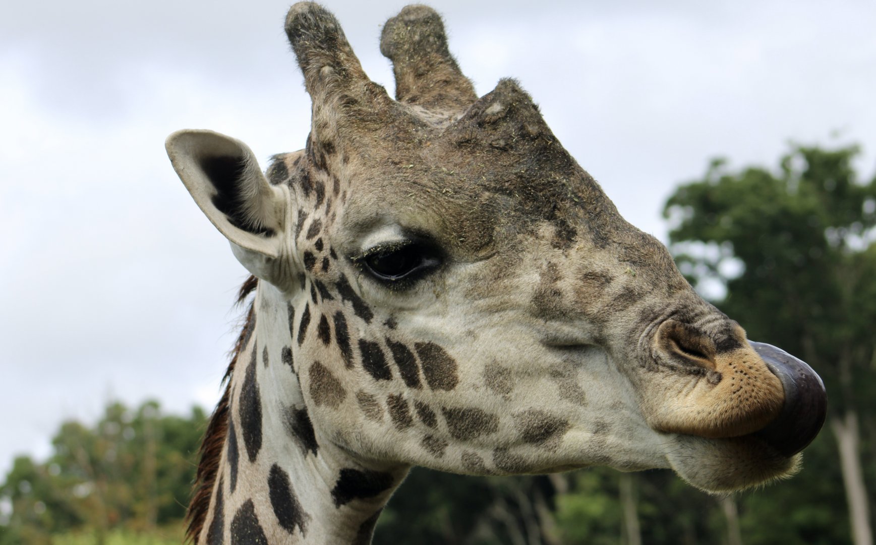 Masai Giraffe (Giraffa camelopardalis tippelskirchi) - "Bob"