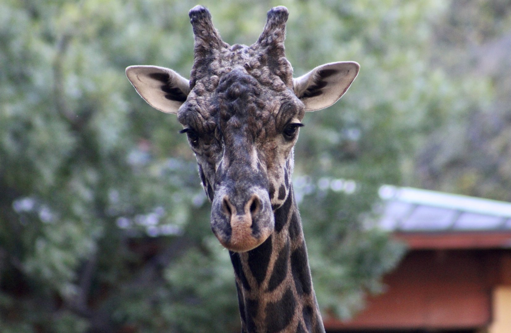 Masai Giraffe (Giraffa camelopardalis tippelskirchi) - dark specimen