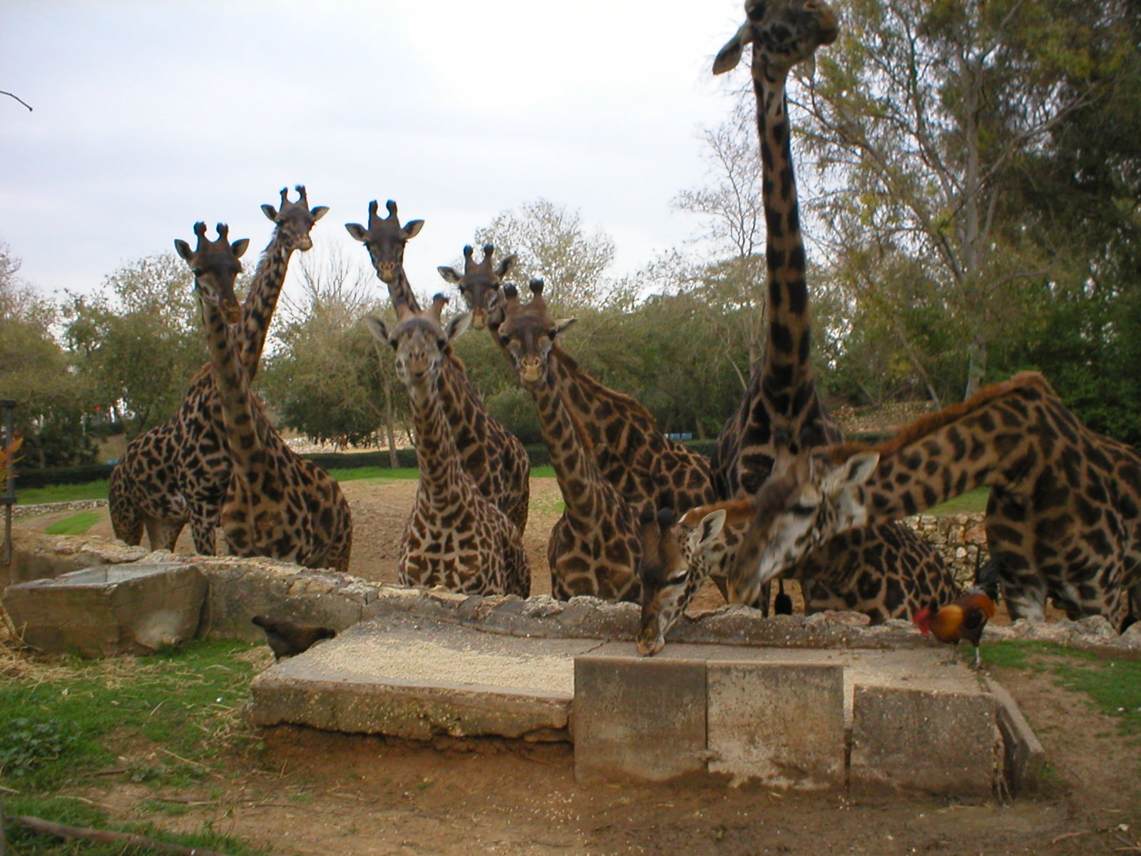 Masai giraffe/ Giraffa camelopardalis tippelskirchi