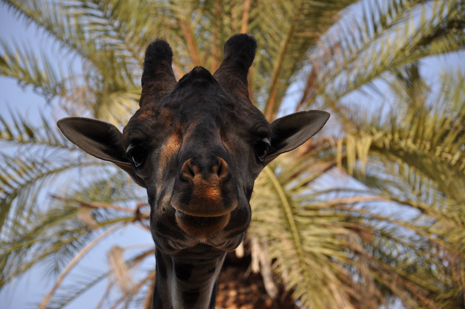 Masai giraffe / Giraffa camelopardalis tippelskirchi