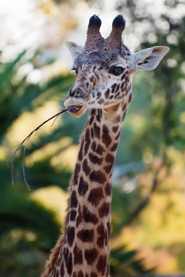 Masai giraffe (Giraffa camelopardalis tippelskirchi)
