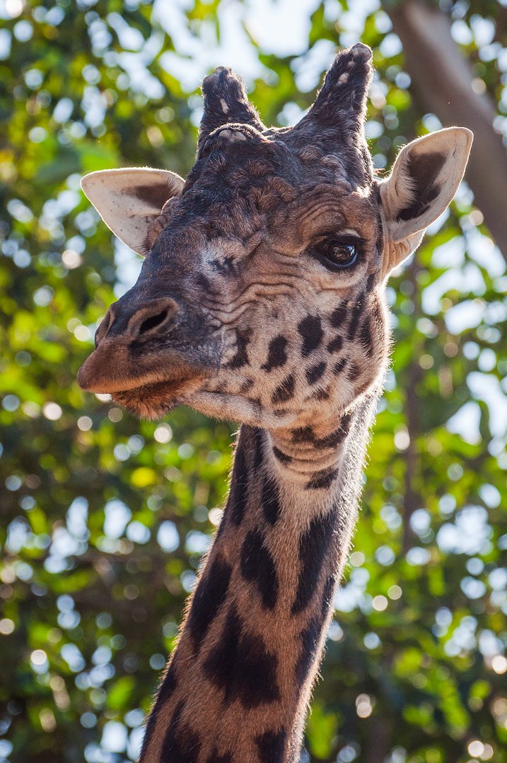 Masai giraffe (Giraffa camelopardalis tippelskirchi)