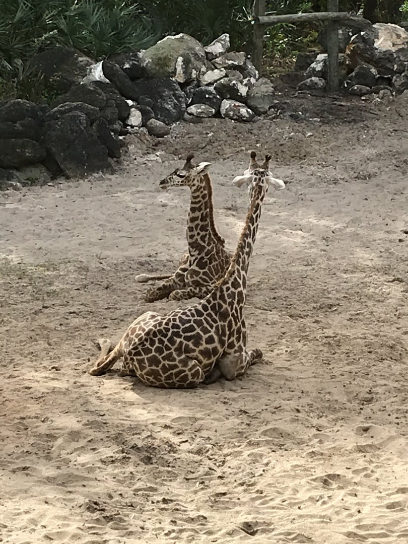 Masai giraffe (Giraffa camelopardalis tippelskirchii)