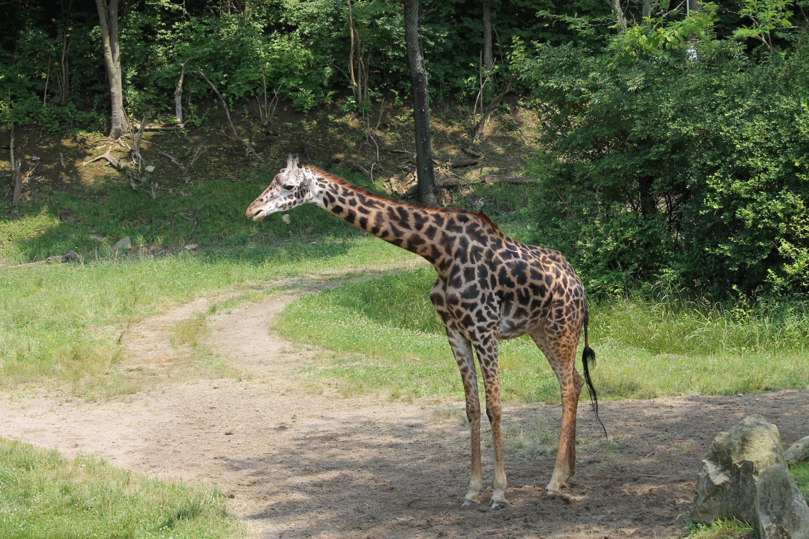 Masai giraffe (Giraffa camelopardalis tippelskirchii)