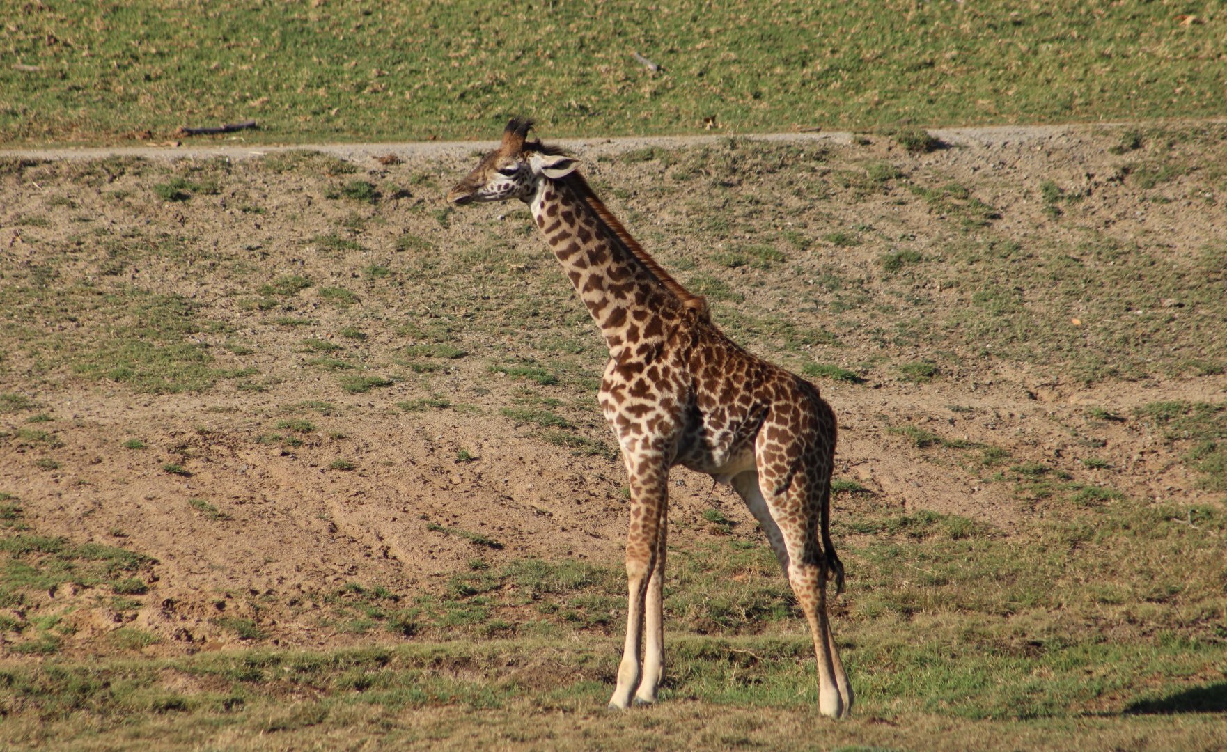Masai Giraffe (Giraffa tippelskirchi) young