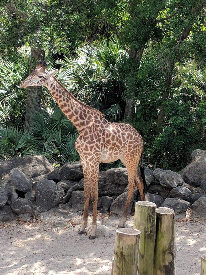 Masai giraffe (Giraffa tippelskirchi)