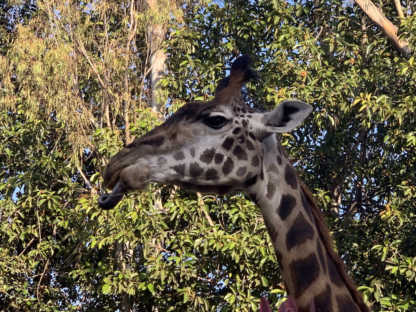 Masai Giraffe (Giraffa tippelskirchi)