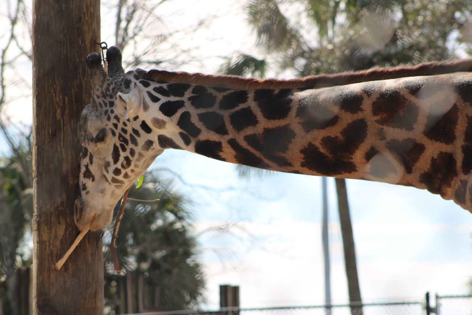 Masai Giraffe (Giraffa tippelskirchi)