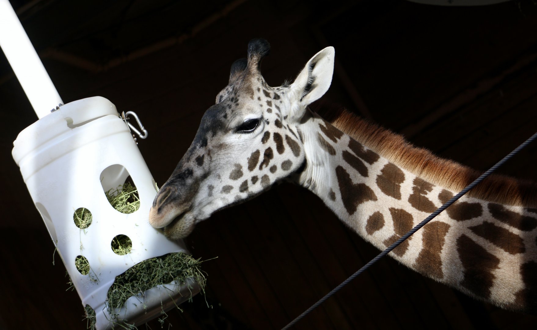 Masai Giraffe (Giraffa tippelskirchi)