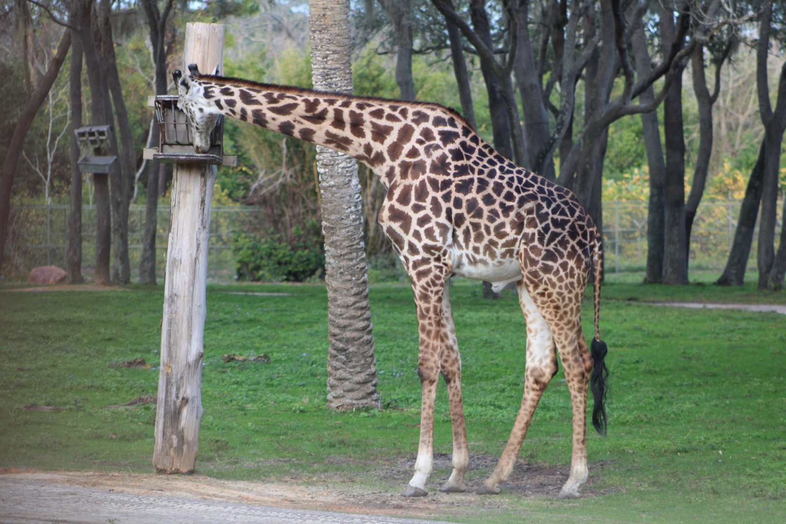 Masai Giraffe (Giraffa tippelskirchi)