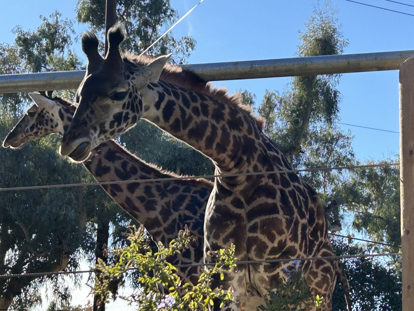 Masai giraffe (Giraffa tippelskirchi)