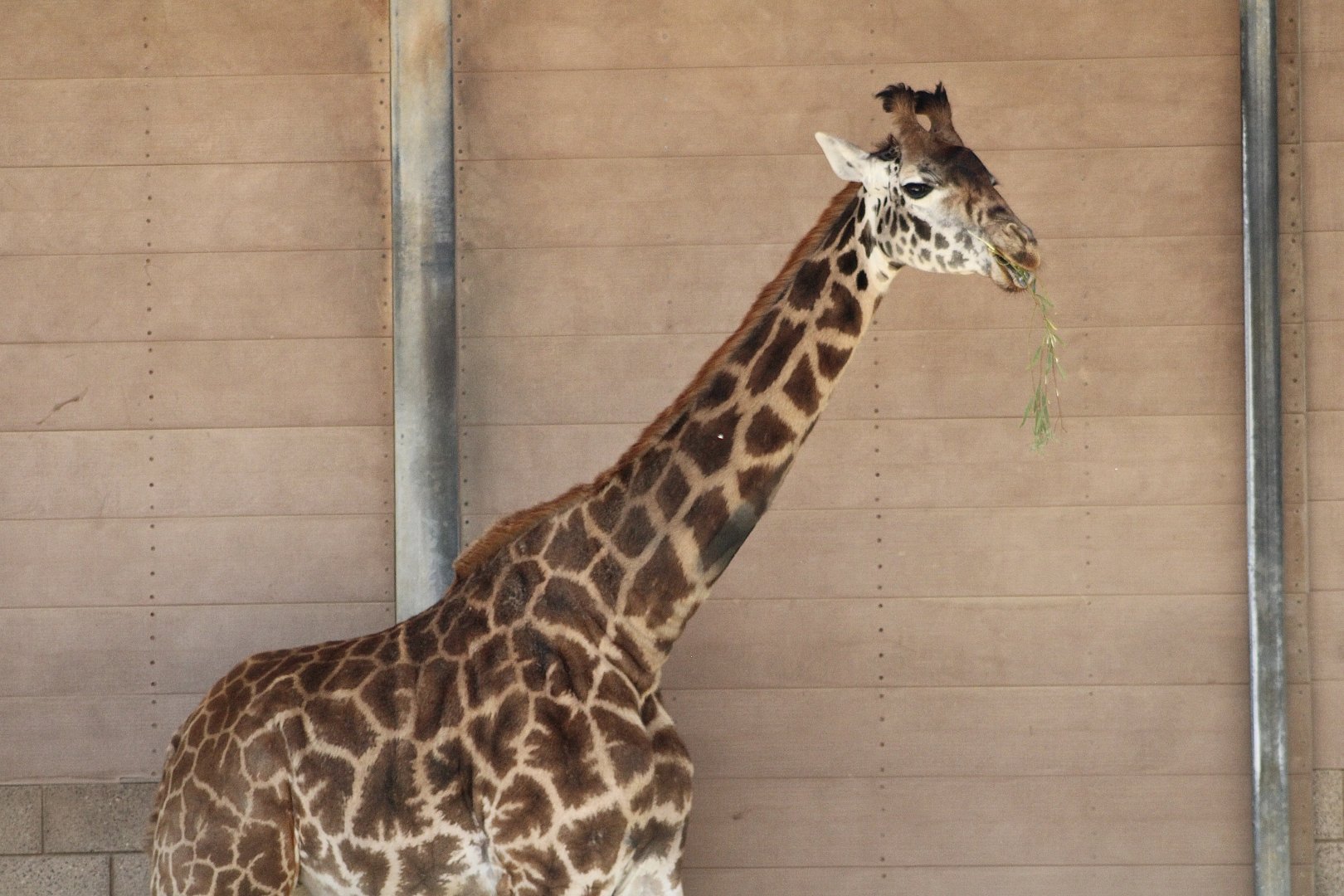 Masai Giraffe (Giraffa tippelskirchi)