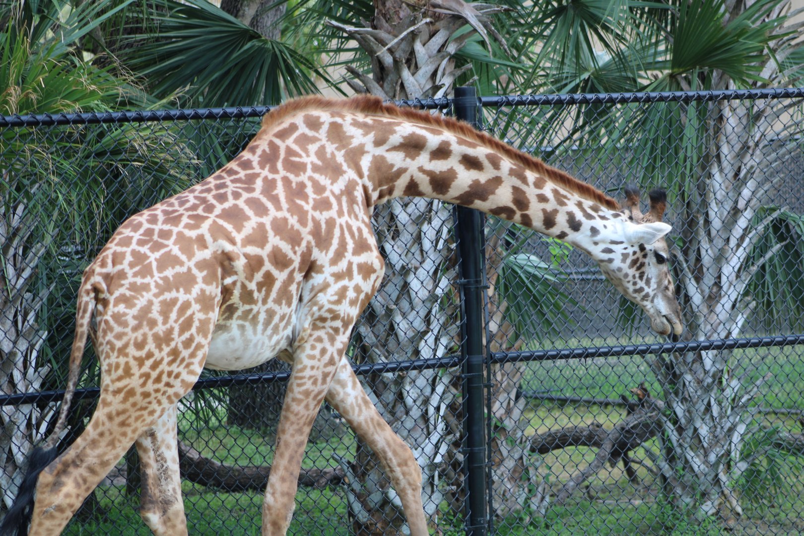 Masai Giraffe (Giraffa tippelskirchi)