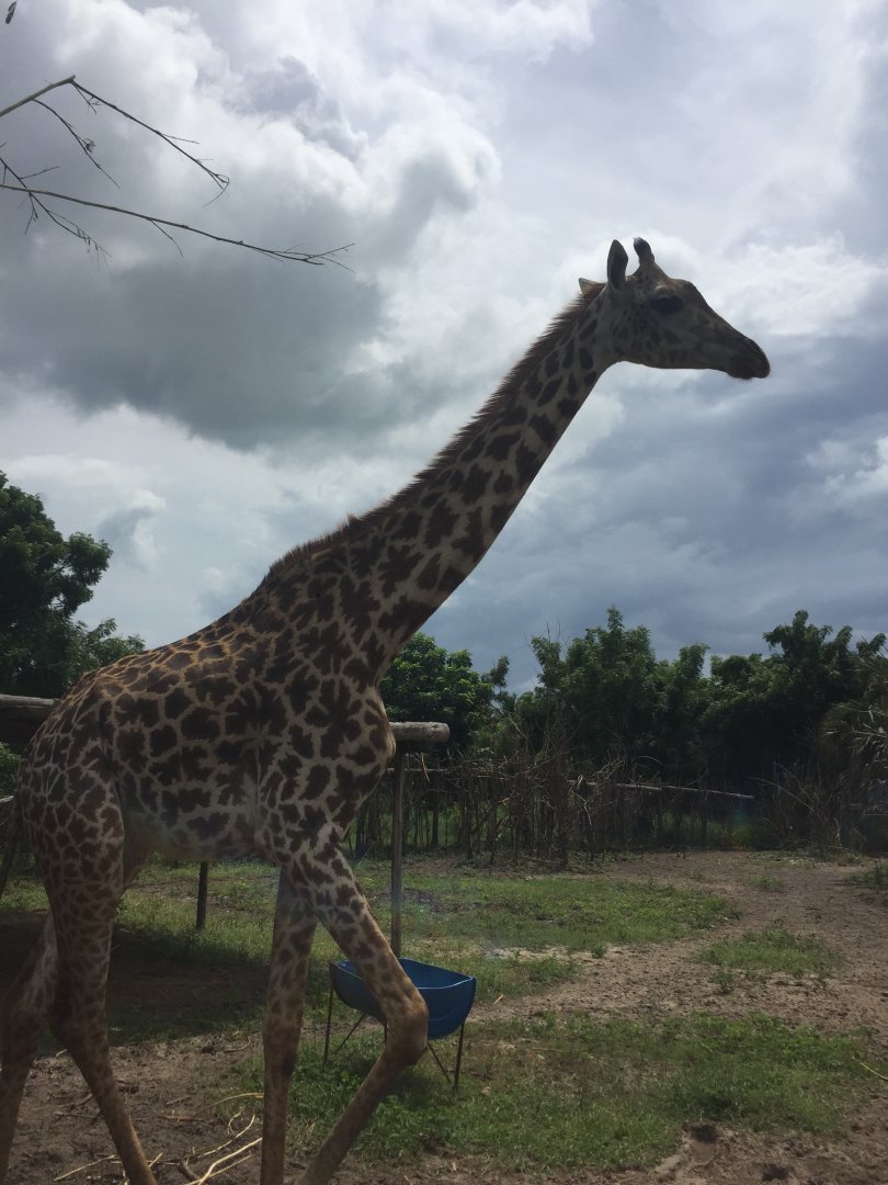 Masai Giraffe (Giraffa tippelskirchii)