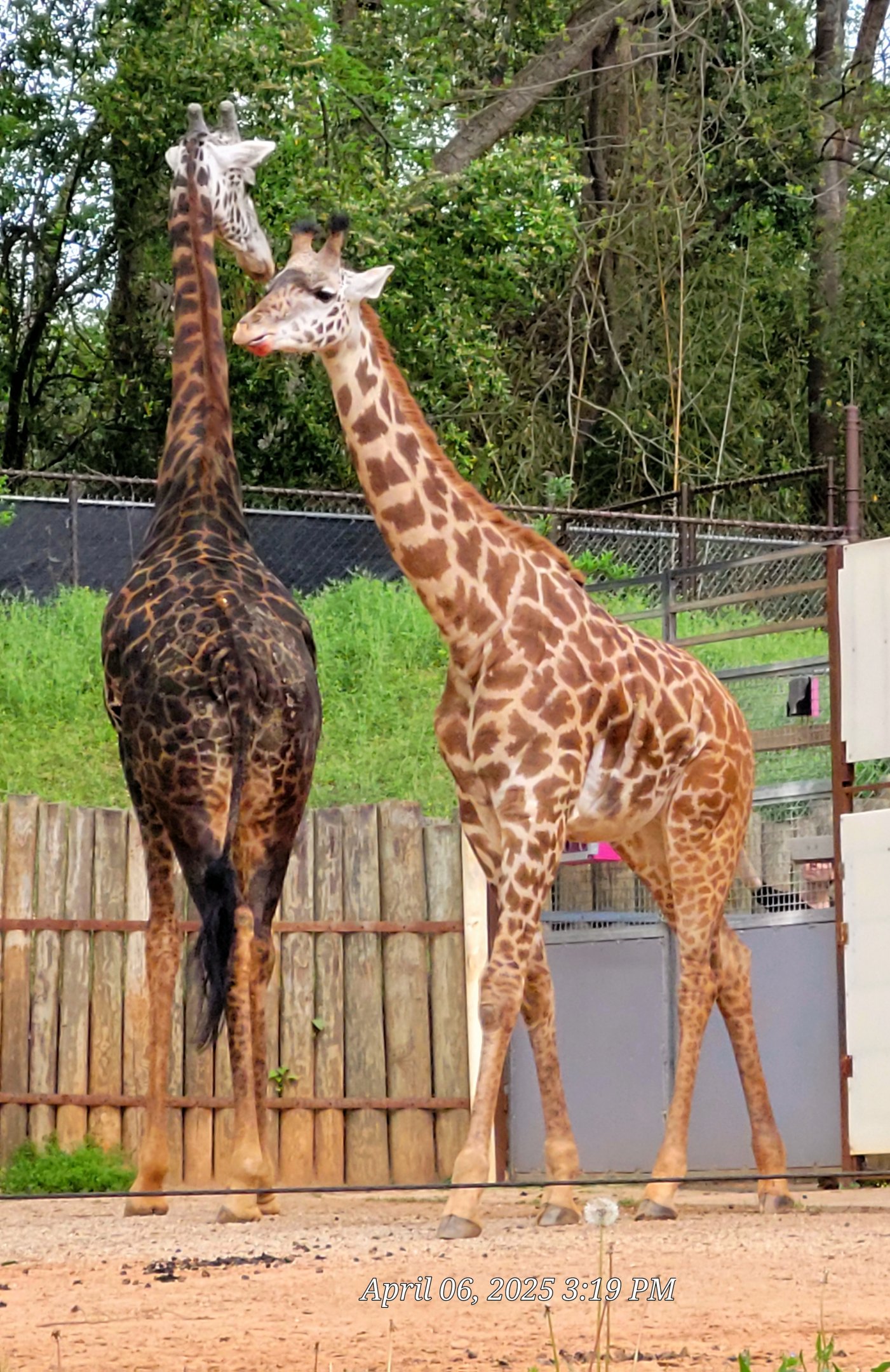 Masai Giraffe Greenville Zoo-April 2025